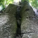 Cedrus Apartamento