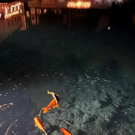 Cedrus Ταπόλκα