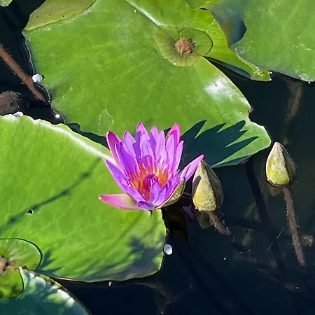 アパート Cedrus *