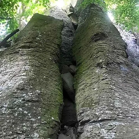 Cedrus *